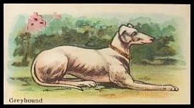 20 Greyhound